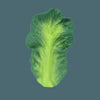 Kendall The Kale Natural Rubber Teether